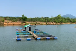 Nghề nuôi cá lồng: Nhiều tiềm năng phát triển