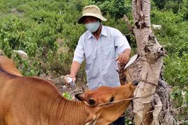 Tiêm vắc xin trên diện rộng: Giải pháp ngăn chặn bệnh viêm da nổi cục