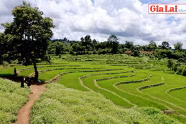 Chiêm ngưỡng vẻ đẹp ruộng bậc thang ở Chư Sê