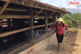 Đak Pơ: Tập trung phòng-chống bệnh viêm da nổi cục trên trâu, bò