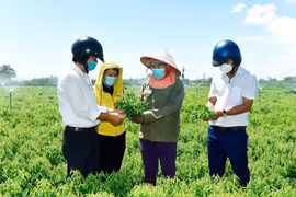 Nông dân Phú Thiện làm giàu nhờ vốn vay ưu đãi