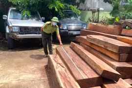 Gia Lai tiếp tục tăng cường quản lý, bảo vệ và phát triển rừng