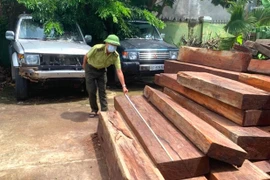 Gia Lai tiếp tục tăng cường quản lý, bảo vệ và phát triển rừng
