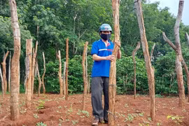 Phát triển bền vững cây tiêu - Bài 1: Quy hoạch 50.000ha, thực tế 130.000ha