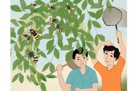 Nhớ mùa ong vò vẽ