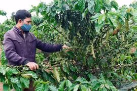 Gia Lai: Đột phá từ chương trình tái canh cà phê