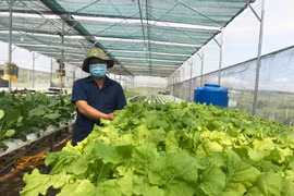 Phấn đấu đến năm 2025 có 417 hợp tác xã