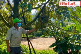 Chư Păh vào mùa sầu riêng