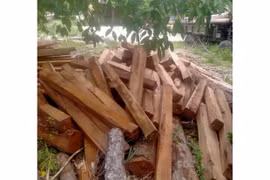 Ia Pa: Phát hiện hơn 8 m3 gỗ tập kết trên bãi đất trống