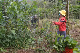Đắk Nông: Trồng tiêu, trồng cà trong nhà "lúc nóng, lúc lạnh", nuôi con chỉ ăn lá nhả tơ lại yên tâm có tiền
