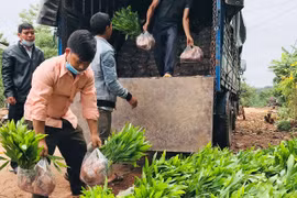 Nông dân Ia Din liên kết trồng rừng