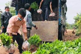 Nông dân Ia Din liên kết trồng rừng