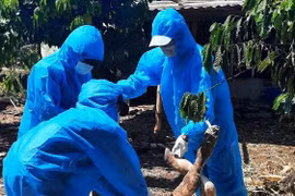 Đắk Lắk: Dịch bệnh hoành hành trên đàn gia súc