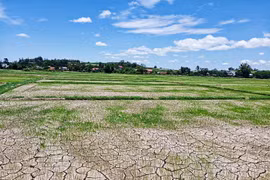 Kbang: Hơn 1.850 ha cây trồng vụ mùa bị thiệt hại do nắng hạn