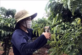 Hiệu quả từ dự án nhân rộng mô hình giảm nghèo tại Kon Tum