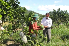 Mái nhà chung của nông dân