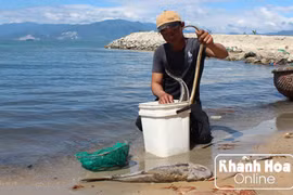 Cá chết hàng loạt tại vùng biển Khánh Hòa