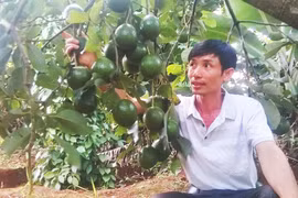 Huyện Chư Sê: Trồng bơ Booth xen canh cho kinh tế cao