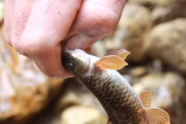 Theo chân "thợ săn" truy tìm loài cá kỳ lạ ở lưng chừng trời