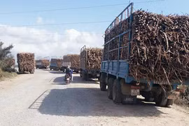 Vụ mía 2016-2017: Giảm thiểu tình trạng xe quá khổ, quá tải