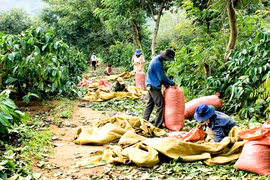 Gia Lai: Thiếu nhân công thu hoạch cà phê