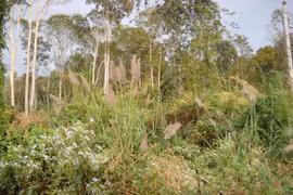 Gia Lai: Ban hành Điều lệ Quỹ Bảo vệ và phát triển rừng