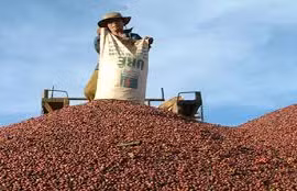 Giá cà phê đạt mốc kỷ lục