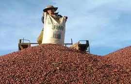 Giá cà phê đạt mốc kỷ lục