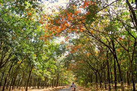 Mơ màng giữa rừng cao su Tây Nguyên mùa đổ lá