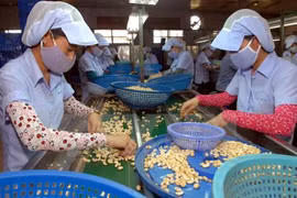 Xuất khẩu điều năm 2016 có thể đạt mức kỷ lục 2,7 tỷ USD