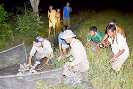 Mùa săn chuột đồng