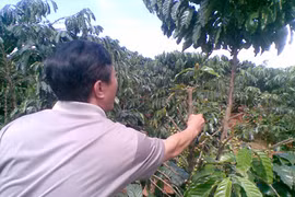 Nông dân Gia Lai lo bị trộm cắp cà phê