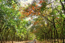 Mơ màng giữa rừng cao su Tây Nguyên mùa đổ lá