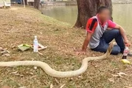 Chàng trai sống với vợ là... rắn hổ mang
