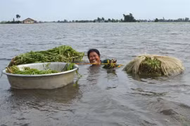 Sản vật mùa lũ giúp người dân miền Tây kiếm chục triệu