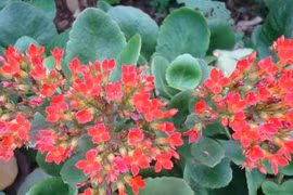 Cây sống đời: Dược liệu tuyệt vời trị 'bách bệnh' không phải ai cũng biết