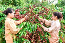 Gỡ khó về vốn cho chương trình tái canh cà phê ở Gia Lai