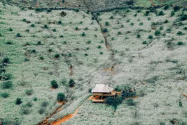 Hoa cải phủ sắc trắng khắp núi đồi Mộc Châu