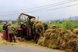 Phú Thiện được mùa lúa