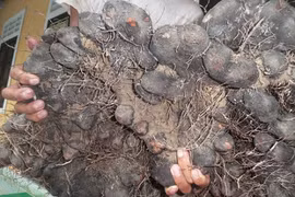 Cụ bà trồng được củ khoai tía khổng lồ hình thù quái dị nặng 23 kg
