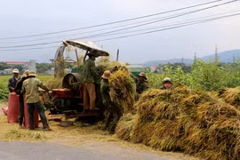 Phú Thiện được mùa lúa