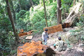 Bài 1: Tài nguyên rừng vẫn thất thoát