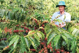 Tây Nguyên: Giá cà phê tăng cao, nông dân vẫn... không vui