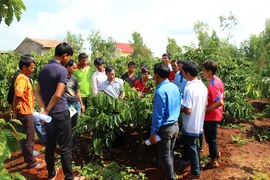 Cách làm hay của Dự án IFAD ở Gia Lai