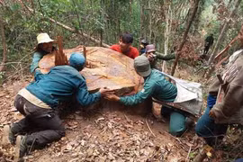 Thanh tra toàn diện 2 ban quản lý rừng phòng hộ