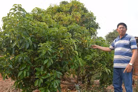 Khi cựu binh là "lão nông tri điền"