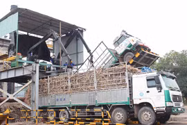 Thành Thành Công Gia Lai: Đồng hành cùng người trồng mía