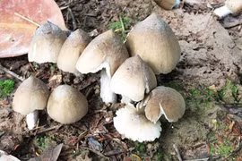 Tạp bút: Mùa nấm mối