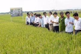 Màu xanh trên chiến địa xưa