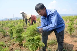 Nông dân Ayun Pa thu nhập cao từ trồng đinh lăng